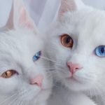 sis.twins(双子の白猫)の両親もオッドアイ?美しいインスタ画像も!