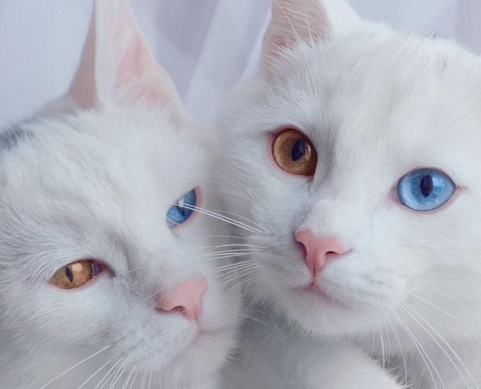 Sis Twins 双子の白猫 の両親もオッドアイ 美しいインスタ画像も ゆるりほっこり日々の暮らし